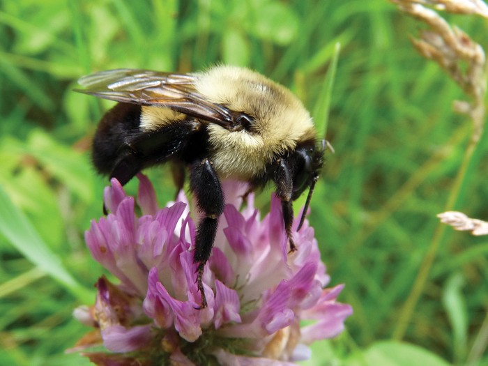 SUM36 BIOPOLIN 10ML SUMIN WABI PSZCZOŁY TRZMIELE DŁUGODZIAŁAJĄCY