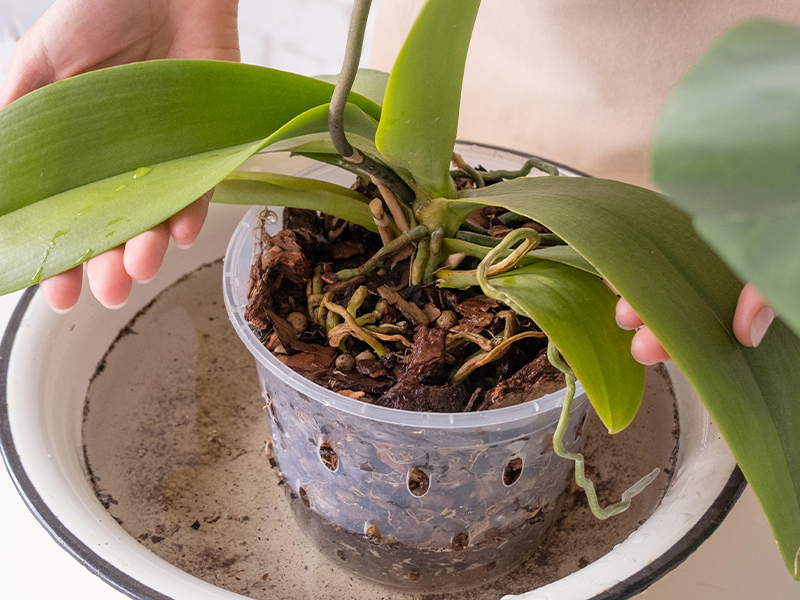 BIO8 NATURALNE PODŁOŻE ZIEMIA DO STORCZYKÓW ORCHIDEI 3L BIOVITA