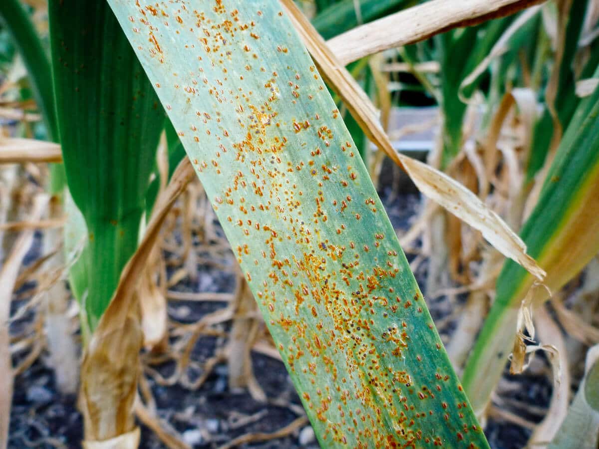 SUM50 SUMIN SCORPION 325 SC GRZYBOBÓJCZY ALTERNARIOZA RDZA MĄCZNIAK 50 ml