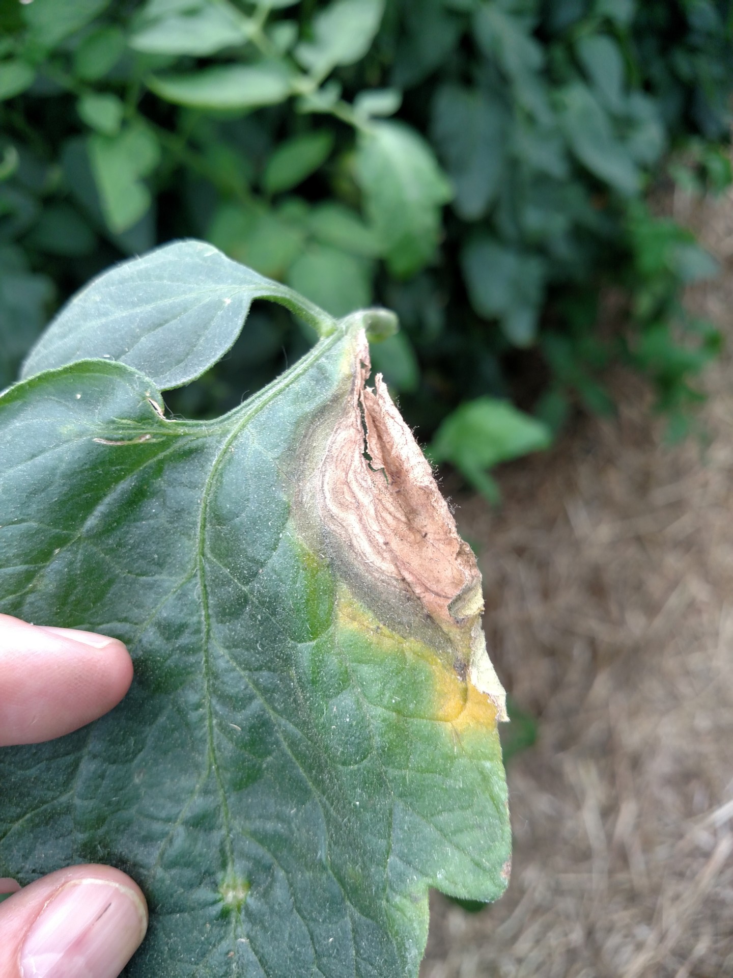 SUM43 ŚRODEK PREPARAT GRZYBOBÓJCZY SWITCH 25G NA SZARĄ PLEŚŃ