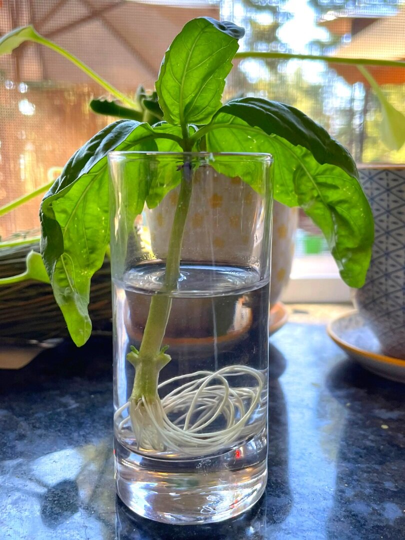 SUM28 MULTIROOTS UKORZENIACZ 100ML SUMIN