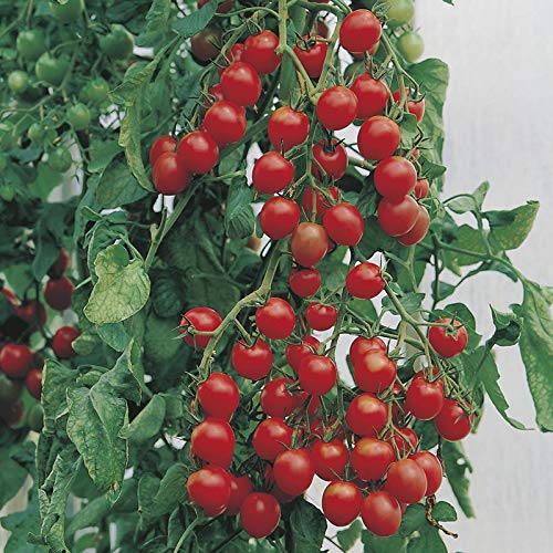 W1169 POMIDOR KOKTAJLOWY GARTENPERLE NASIONA POMIDORA POMIDORKI CHERRY 0,3G zdjęcie 3