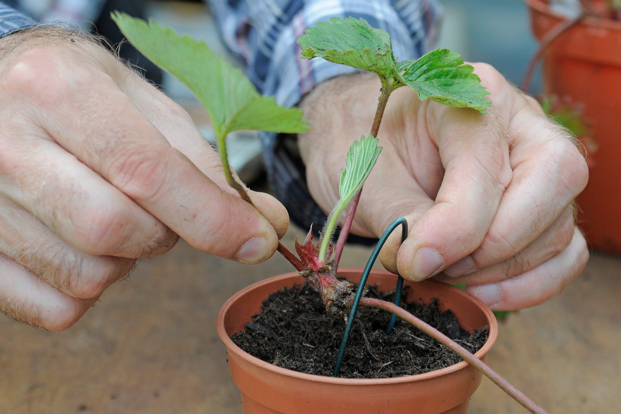 SUM28 MULTIROOTS UKORZENIACZ 100ML SUMIN