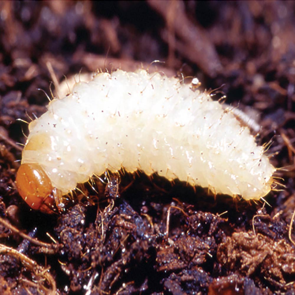 SUM25 SUMIN WROTYCZ EKSTRAT 250ML