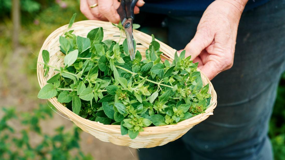 Z3026 OREGANO LEBIODKA NASIONA ZIÓŁ ZIOŁA AROMATYCZNE ZIOŁO KAŻDEJ KUCHNI 0,5G zdjęcie 3