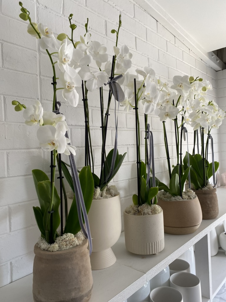 BIO8 NATURALNE PODŁOŻE ZIEMIA DO STORCZYKÓW ORCHIDEI 3L BIOVITA