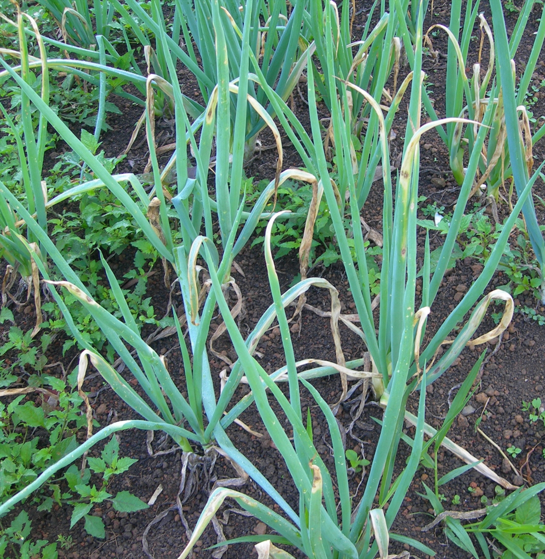 SUM50 SUMIN SCORPION 325 SC GRZYBOBÓJCZY ALTERNARIOZA RDZA MĄCZNIAK 50 ml