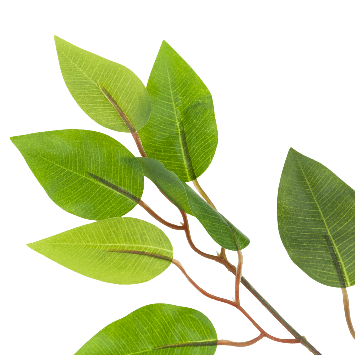 CV07555 LIŚĆ FIKUSA GAŁĄZKA OZDOBNA DEKORACYJNA FICUS