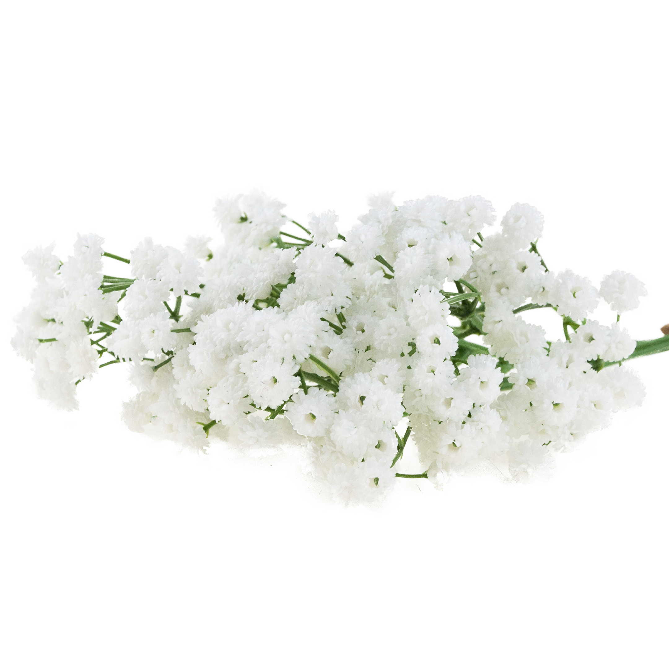 CV32934-1 GIPSÓWKA BUKIET X5