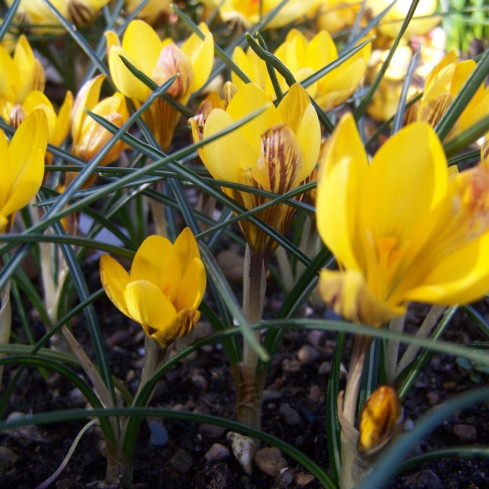 CEB18 KROKUS CEBULKI KROKUSÓW KROKUSY ŻÓŁTE FUSCOTINCTUS CHRYSANTHUS 50SZT