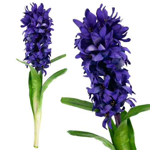 CV34985-3 HIACYNT POJEDYŃCZY