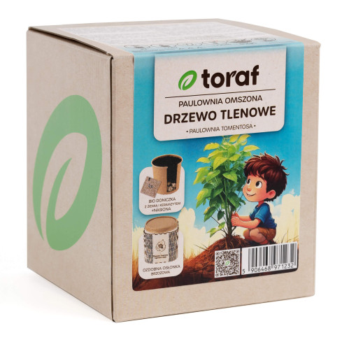 D1232 DRZEWO TLENOWE PAULOWNIA OMSZONA TORAF