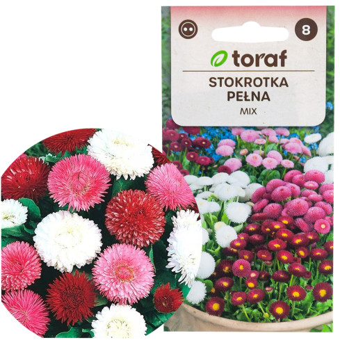 R2573 STOKROTKA PEŁNA MIX NASIONA 0,2G KWIATY KOLOR