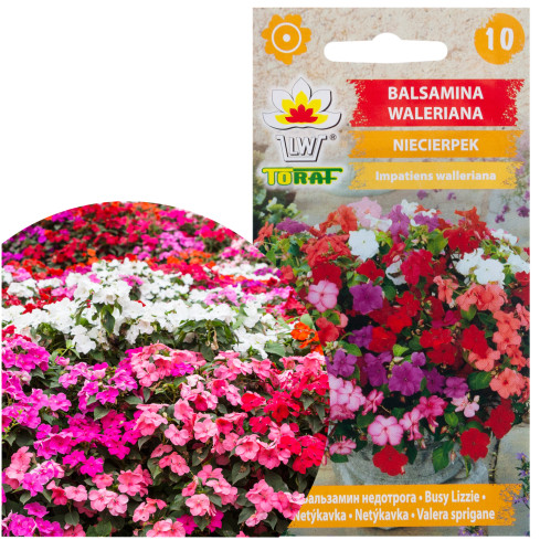 R4485 BALSAMINA NIECIERPEK WALERIANA 0,1 NASIONA KWIATY KOLOR