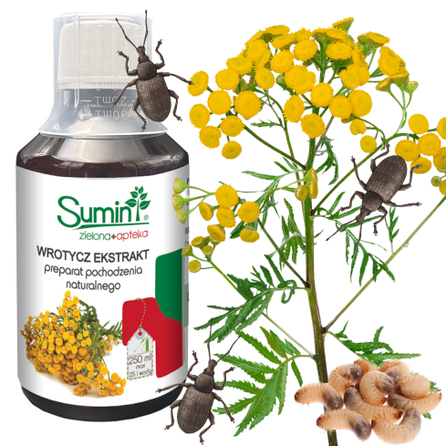 SUM25 SUMIN WROTYCZ EKSTRAT 250ML