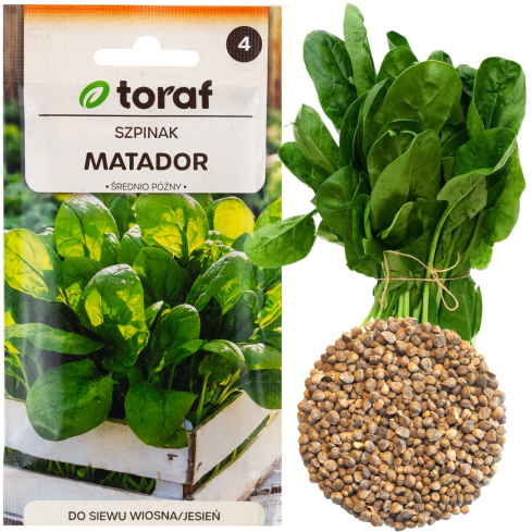 W1236 SZPINAK MATADOR NASIONA WARZYW SZPINAKU CIEMNOZIELONY WIOSNA JESIEŃ 5G