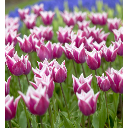 CEB2 TULIPAN CEBULKI TULIPANÓW CEBULKA KWIATÓW fioletowa LILIOKSZTAŁTNA 