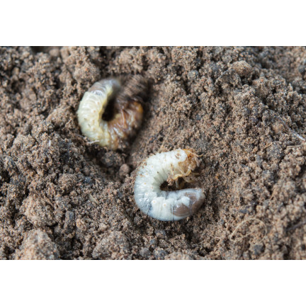 SUM42 NATUR BLOKER 1KG SUMIN