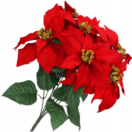 CV06742-2 GWIAZDA BETLEJEMSKA CZERWONA BUKIET X5