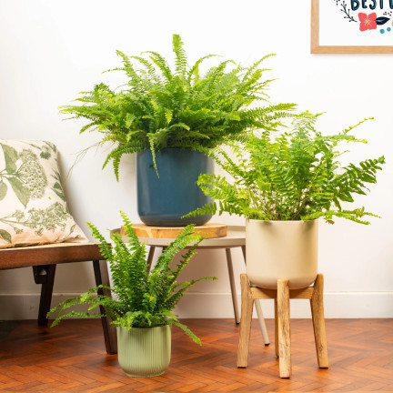 Ziemia do paproci, podłoże do roślin wzbogacone nawozem, optymalny skład, dobry przepływ powietrza, Biovita 5l