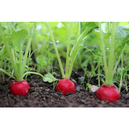 W1194 RZODKIEWKA NASIONA RZODKIEWKI CARMEN CZERWONA WCZESNA ŁAGODNA NIE PARCIEJE 10G