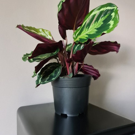 TG72940 DONICZKA PRODUKCYJNA WYSOKA P14 1,5L OKRĄGŁA ROZSADOWA Z RANTEM 14X14CM