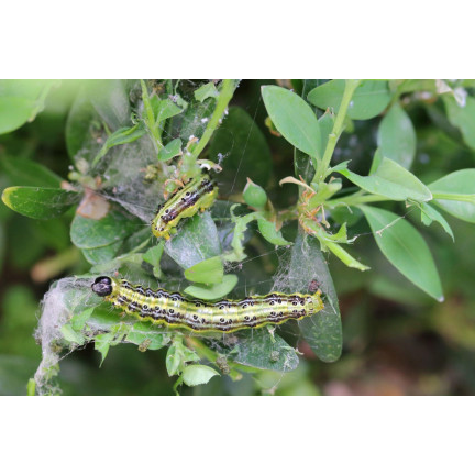 SUM31 LEPINOX PLUS 5G