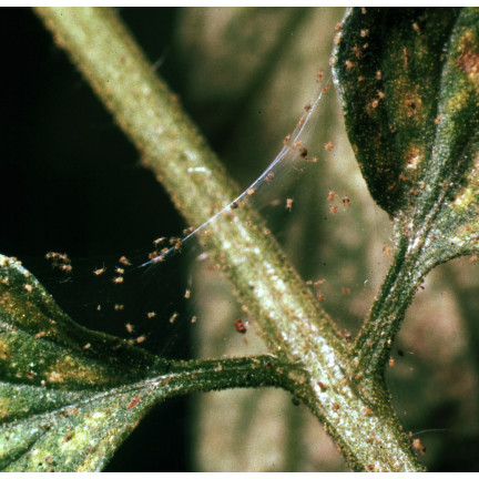 SUM30 KARATE GOLD 20ML