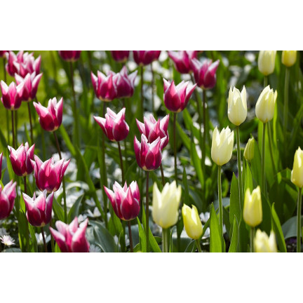 CEB2 TULIPAN CEBULKI TULIPANÓW CEBULKA KWIATÓW fioletowa LILIOKSZTAŁTNA 