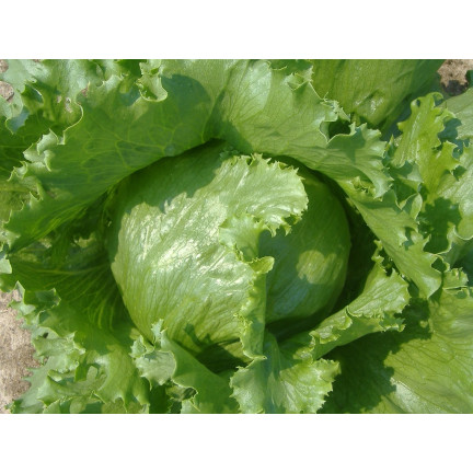 W1212 SAŁATA KRUCHA LODOWA KRÓLOWA LATA WCZESNA NASIONA SAŁATY WARZYW 1G