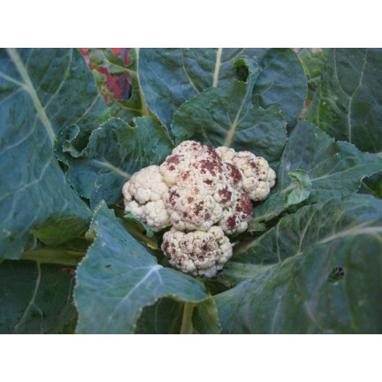 SUM37 HELP PLANT BOR 20ML