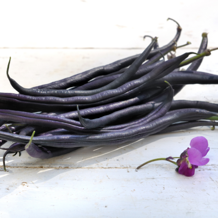 W6991 FASOLA SZPARAGOWA KARŁOWATA PURPLE TEEPEE NASIONA WARZYW FASOLI 30G