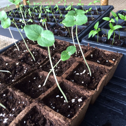 TG60477 DONICZKI TORFOWE wielodoniczki BIODEGRADOWALNE SADZONKI ROZSADY 4xTACKA 48szt