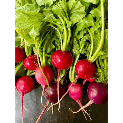 W1194 RZODKIEWKA NASIONA RZODKIEWKI CARMEN CZERWONA WCZESNA ŁAGODNA NIE PARCIEJE 10G