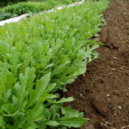 W1255 RUKOLA DZIKA WIELOLETNIA NASIONA RUKOLI SAŁATY WARZYW PIKANTNA 1G