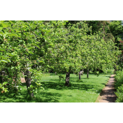 SUM55 OBORNIK KURZY GRANULOWANY 8L NAWÓZ NATURALNY SUMIN