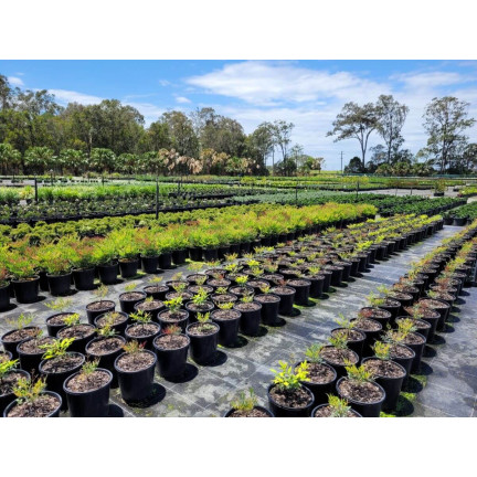 SUM56 SUMIN OBORNIK BYDLĘCY GRANULOWANY NAWÓZ NATURALNY AZOT FOSFOR POTAS 8L