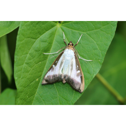 SUM32 LEPINOX PLUS 25G