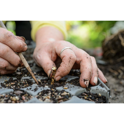 SUM28 MULTIROOTS UKORZENIACZ 100ML SUMIN