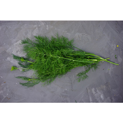 W1093 KOPER NASIONA KOPRU OGRODOWY KREZUS WCZESNY DO KISZENIA 5G