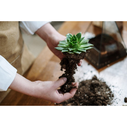 BIO10 PODŁOŻE ZIEMIA DO KAKTUSÓW I SUKULENTÓW ALOESU PRZEPUSZCZALNA 5L