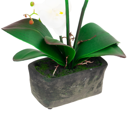 CV10855-MIX STORCZYK GUMOWANY W Donicy mix