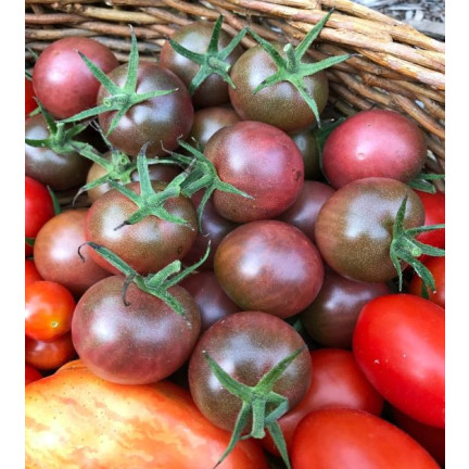 W9558 POMIDOR BLACK CHERRY KOKTAJLOWY WYSOKI GRUNTOWY 0,3G NASIONA POMIDORKI