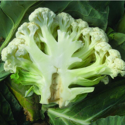 SUM37 HELP PLANT BOR 20ML