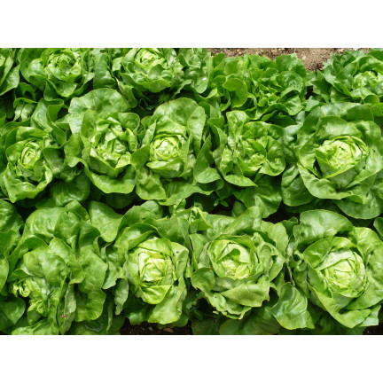 T8013 SAŁATA MASŁOWA KRÓLOWA MAJOWYCH na taśmie NASIENNEJ 6M NASIONA SAŁATY