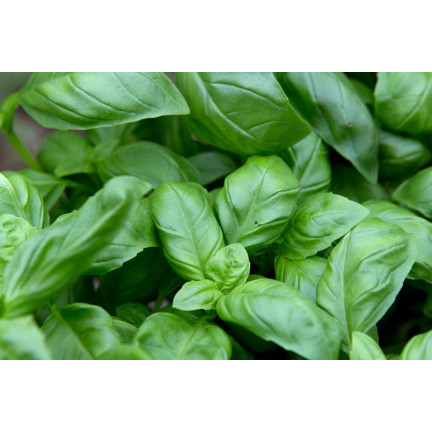 Z3001 BAZYLIA WŁAŚCIWA NASIONA BAZYLII ZIÓŁ ZIOŁA PRZYPRAWY ZIELONA AROMATYCZNA 1G