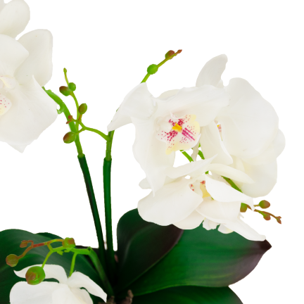 CV10855-MIX STORCZYK GUMOWANY W Donicy mix