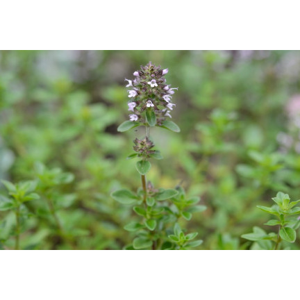 Z3035 TYMIANEK WŁAŚCIWY NASIONA ZIÓŁ ZIOŁA PRZYPRAWY AROMATYCZNY 0,3G