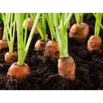 W1109 MARCHEW NASIONA MARCHWI PIERWSZY ZBIÓR B. WCZESNA MARCHEWKI SOCZYSTA NA SOK