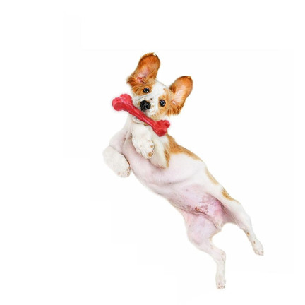 TG56080 GRYZAK KOŚĆ GUMOWA DLA PSA PSÓW ZABAWKA APORTOWA PISZCZĄCA PISZCZAŁKA